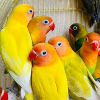 Finding Joy and Companionship with African Love Birds