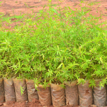 Empowering Farmers: Transforming Lives with VidharbhaFarms' Plant-22