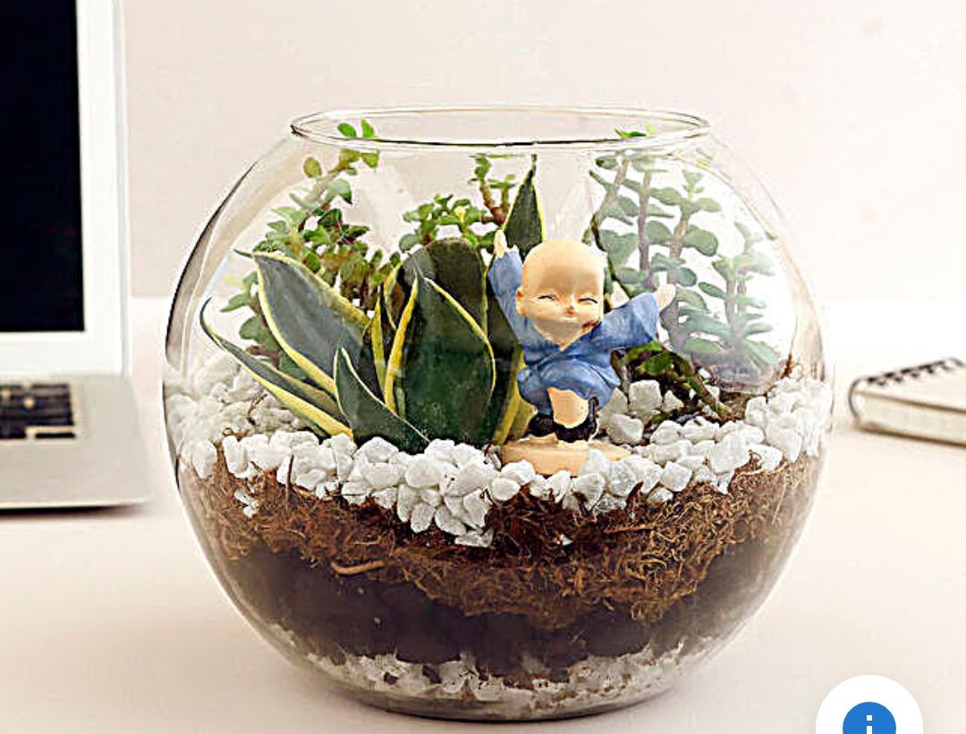 Transform Your Space with Live Gift Plants: The Secret to Health and Happiness