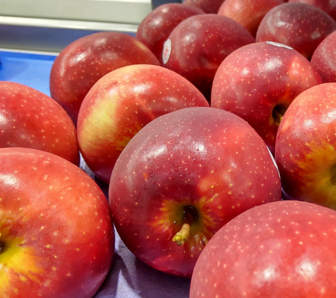 The Sweet Solution: How New Zealand Queen Apples Can Transform Your Health Journey