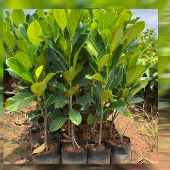 Empowering Farmers: How VidharbhaFarms Plant 16 Transforms Lives