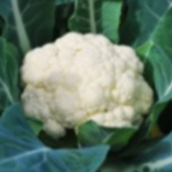 Embracing Freshness: How Cauliflower Transforms Meera's Kitchen