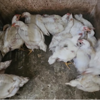 From Farm to Feast: How Live Chicken Solves Your Freshness Dilemma