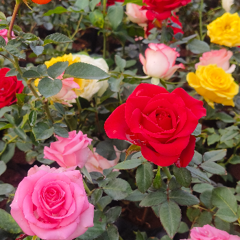 Nurturing Beauty: How Taj Nursery's Roses Solve Your Gardening Woes