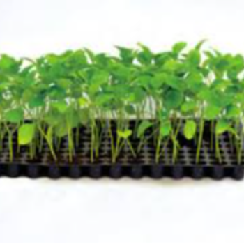 How Chilli Plants Transformed Akash's Farming Journey