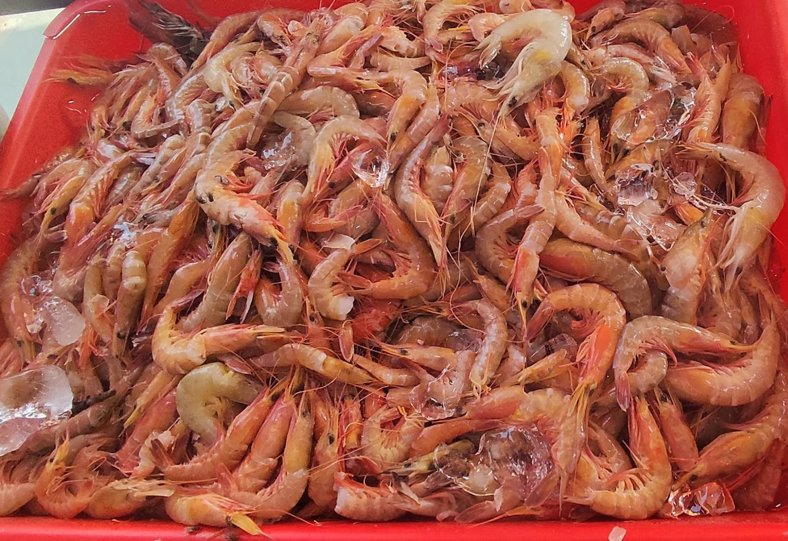 The Fresh Red Small Prawns: A Delight for Seafood Lovers