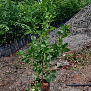 Empowering Farmers: How VidharbhaFarms' Plant-18 is Transforming Agriculture in India