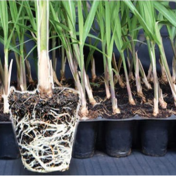 Empowering Indian Farmers: The Green Revolution with Plant-1