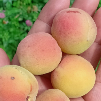 Discover the Secret to Health and Happiness with Apricots