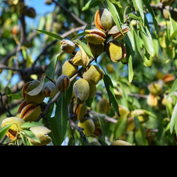 Discover the Secret to a Healthier Lifestyle with Mamra Badam