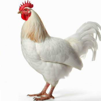 How Fresh Chicken Solves the Cooking Dilemma for Indian Families