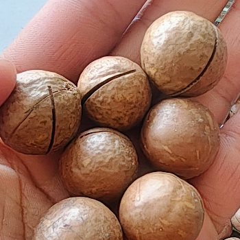 Embrace Wellness with Macadamia Nuts: A Journey to Healthier Living