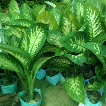 Transform Your Urban Space with the Resilient Beauty of Dieffenbachia
