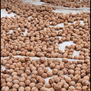 The Journey of Ramesh: How Walnut Paper Shells Transformed His Life