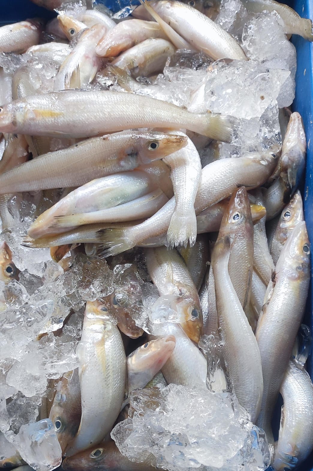 Fresh Nagali Lady Fish: The Ultimate Solution for Cooking Enthusiasts