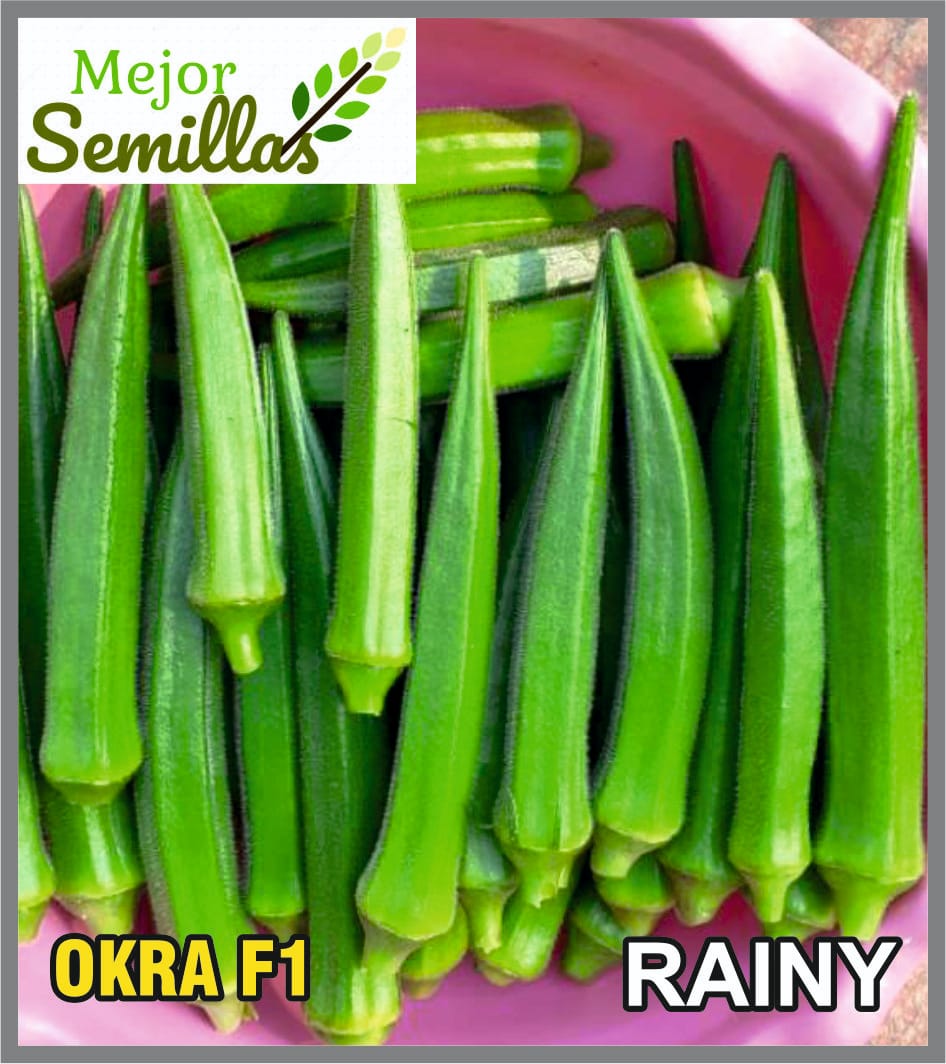 Growing Hope: The Story of Meera and the Okra F1 Revolution