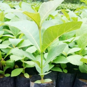 Transforming Indian Agriculture: The Story of Vidarbha Farms' Plant-23