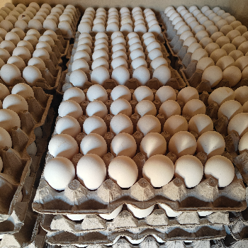 Unlocking the Secret to Health: How Farm Fresh Eggs Transform Lives