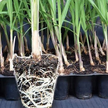 Nurturing India's Future: How Vidharbha Farms Seeds Empower Farmers