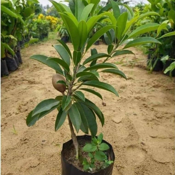 Reviving Green Dreams: How Vidharbha Farms' Plant 20 Transforms Agricultural Futures