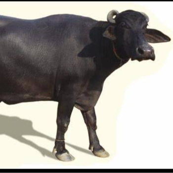 From Farm to Fridge: How Buffalo Milk is Nourishing Indian Families