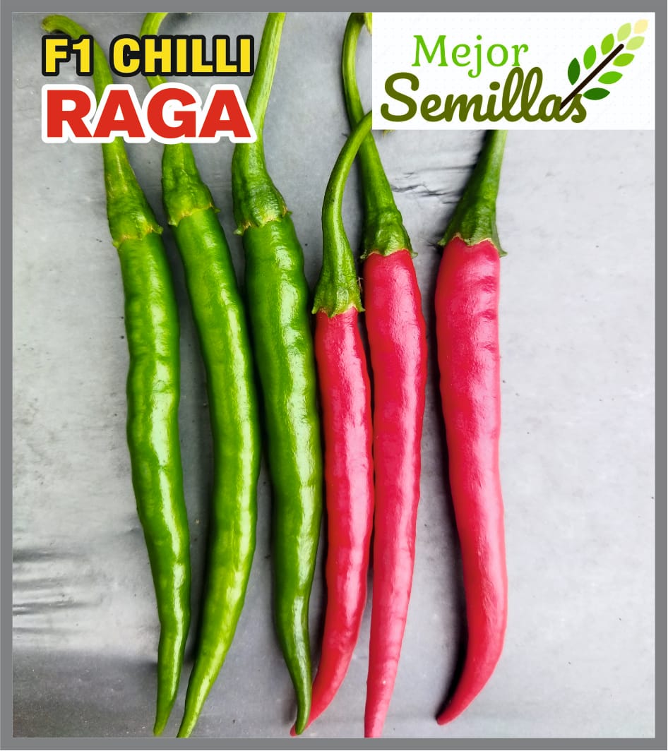 How Chilli Raga F1 Transformed Rajesh's Farming Journey