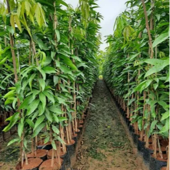 Thriving with Vidharbha Farms: Meet Anand, the Modern Farmer