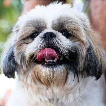 Finding Joy and Companionship: The Story of a Shih Tzu Puppy and Its New Family