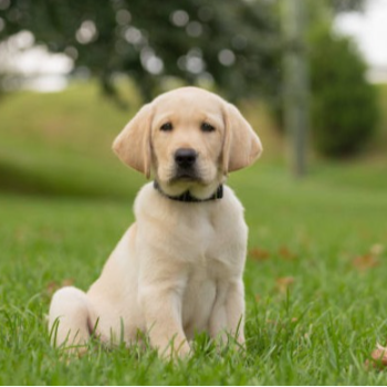 Finding Your Perfect Companion: The Labrador for Every Indian Family