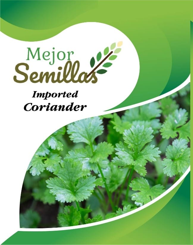 The Secret to Freshness: How Sourav Coriander Seeds Transformed Our Family Kitchen