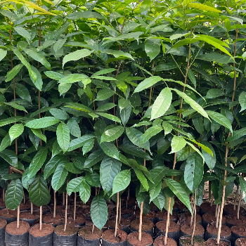 Nurturing Growth: How Plant-21 is Revolutionizing Indian Agriculture