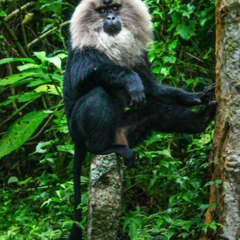 Discover the Untamed: How Wildlife Tours Transform Lives