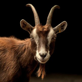 Bringing Gourmet Quality to Your Kitchen: The Story of Wholesale Mutton from Male Goats