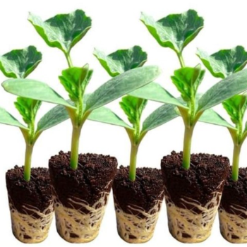 Nurturing Green Dreams: How Vidharbha Farms Transforms Lives