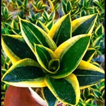 Transform Your Space with Sansevieria Trifasciata: The Perfect Companion for Busy Urban Dwellers