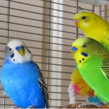 Discovering the Joy of Budgies: A Guide for Every Pet Lover