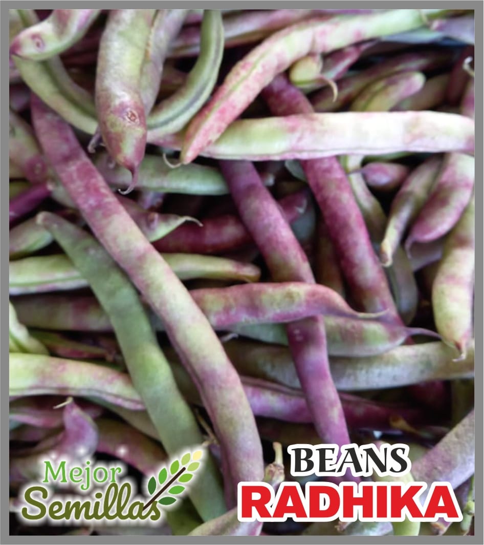 Cultivating Joy: How Radhika Solved Her Garden Woes with Purple Pole Beans