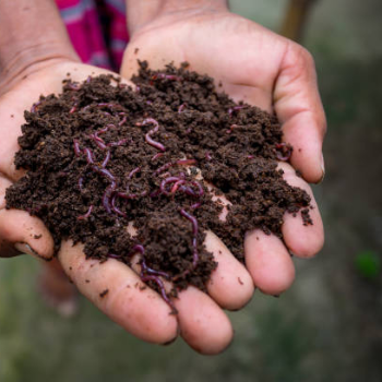 Transforming Gardens and Lives: The Power of Vermicompost