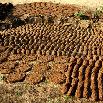 Embracing Tradition: The Transformative Power of Cow Dung Cakes in Modern Indian Homes | SEACLAP INTERNATIONAL