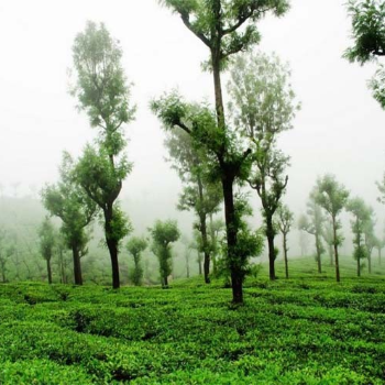 Discover Yercaud: A Journey to Serenity with Palani Andavar Travels | SRI PALANI ANDAVAR TRAVELS