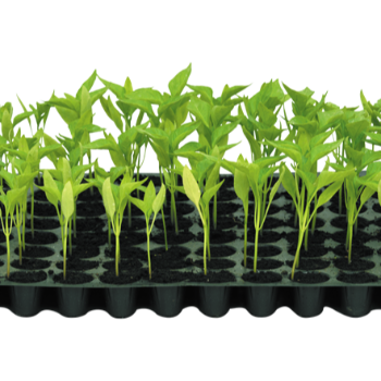 Nurturing Growth: How Plant-8 Transforms Farming in Vidarbha | VIDHARBHAFARMS AGRO PRODUCER COMPANY LTD