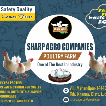 How High-Protein Eggs Transformed Anjali's Health Journey | SHARP AGRO COMPANIES