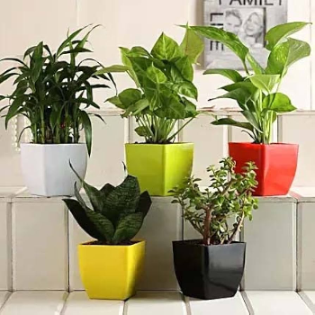 Transform Your Home with Designer Plastic Plant Pots: Meet Meera | CALCUTTA TIRPAL TRADERS NX