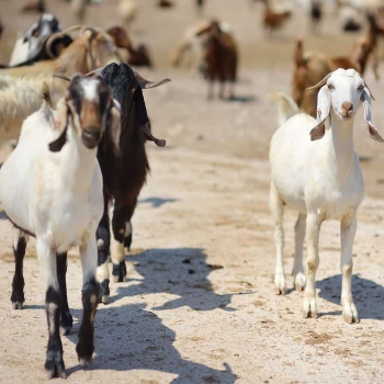 How Wholesale Mutton from Female Goats Solves the Feast Dilemma for Indian Families | SHAIK AZAM