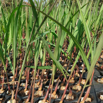 Transforming Sugarcane Cultivation: A Journey with Vidarbha's Farmers | VIDHARBHAFARMS AGRO PRODUCER COMPANY LTD