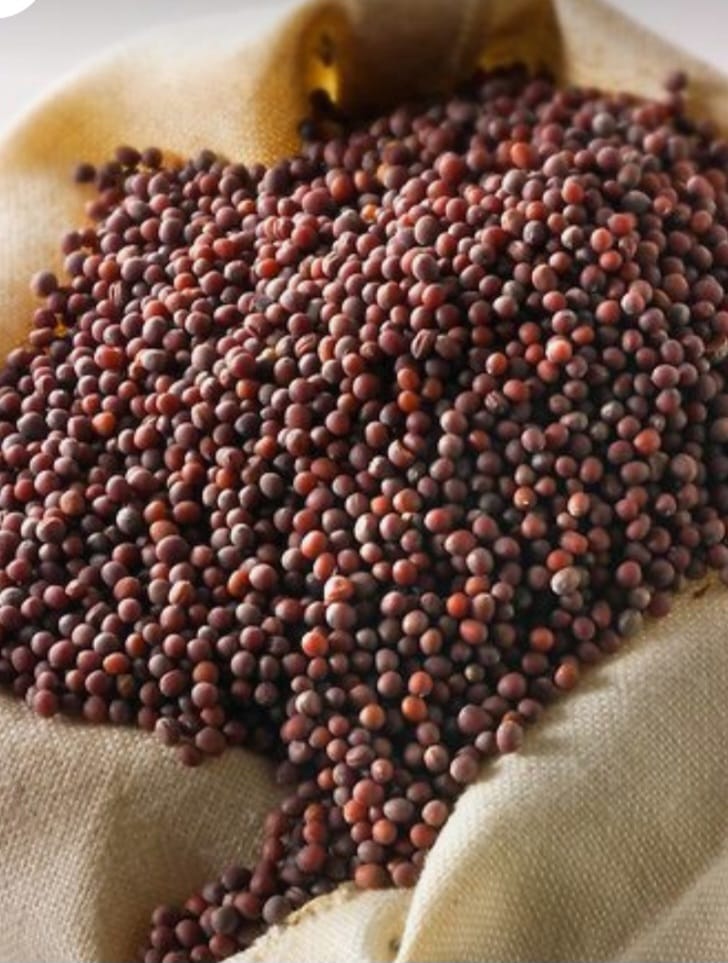 The Golden Touch of Sarso Seeds: Transforming Lives from Farm to Kitchen | B SHIVRI ENTERPRISES