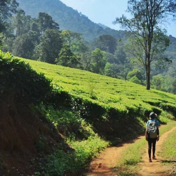 Discover Tranquility: The Perfect Escape to Hill Stations with Palani Andavar Travels | SRI PALANI ANDAVAR TRAVELS