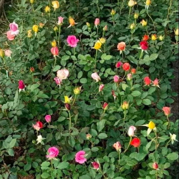 Blossoming Dreams: How Grafted Roses Transformed Anjali's Garden | GREEN SOLUTIONS NURSERY