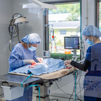 How Timely surgery saved my cats life | The Paws Avenue - Pet Care Clinic ( New Address )