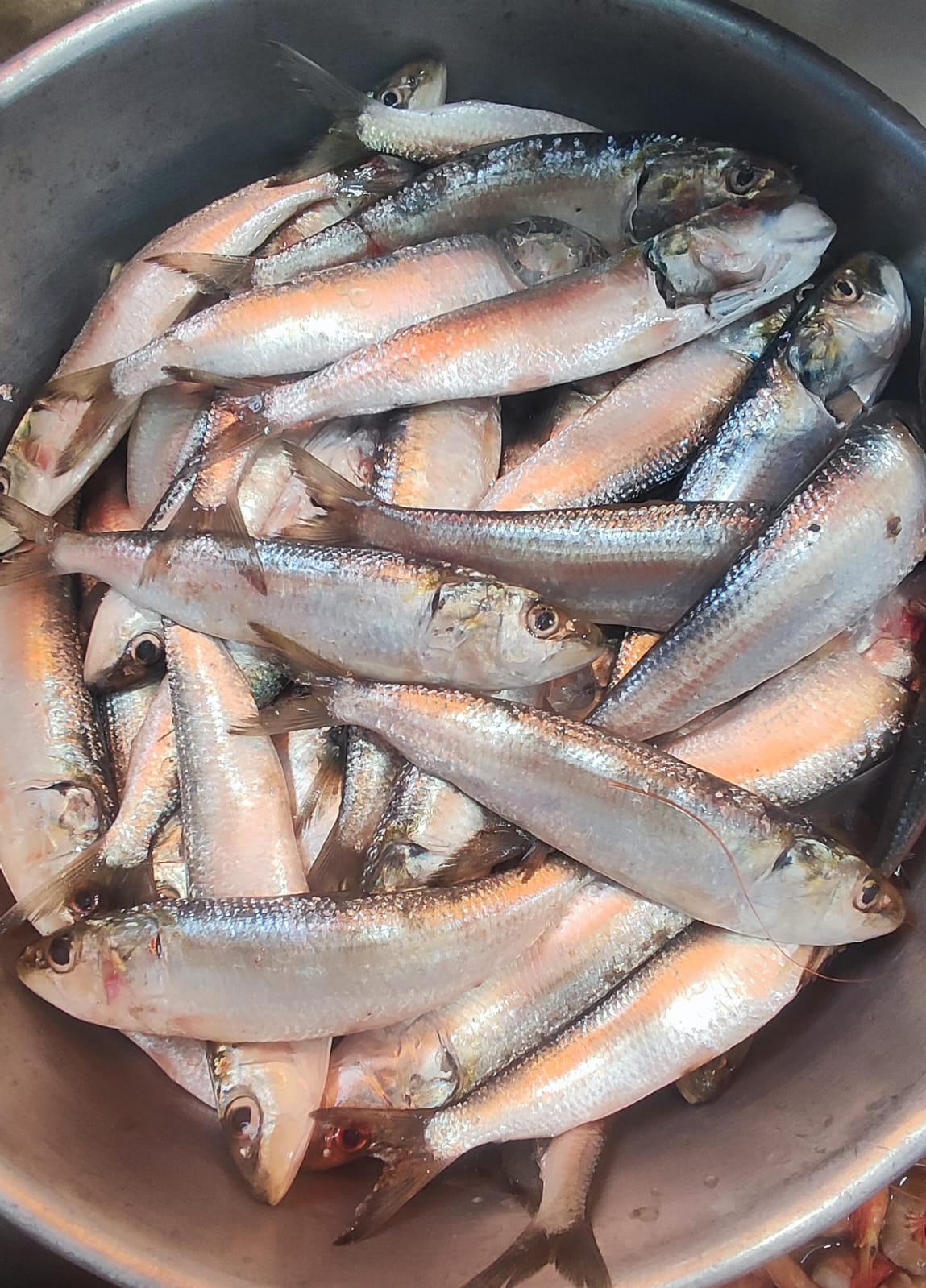 A Comprehensive Guide to Tarli (Sardines): Advantages, Tips, and Equipment You Need